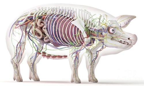 酸风茶的功效与作用-酸蜂的功效网 - 为你提供酸蜂的功效与作用、酸蜂介绍